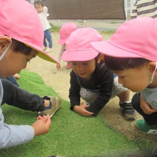 これなんの虫だろう？