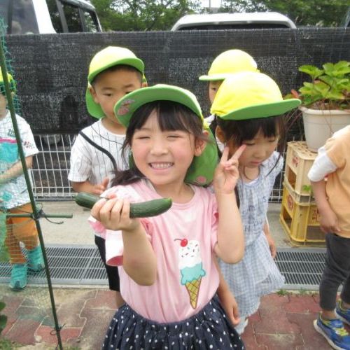 おおきいきゅうりが採れたよ！